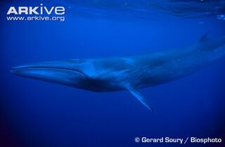 Sei-whale-lateral-view