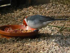 Cardenal comun comeindo