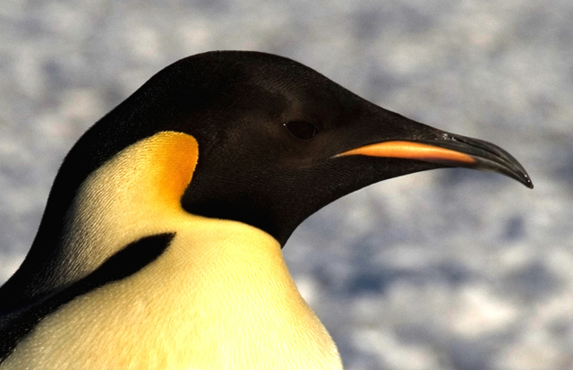 Imagen - Pinguino emperador wiki.jpg | Wiki Reino Animalia | FANDOM ...