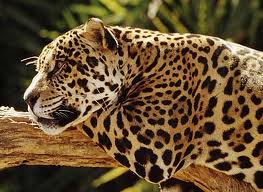 Jaguar acostado1