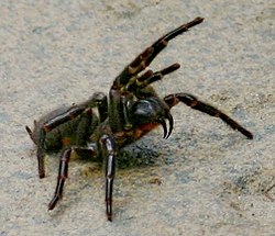250px-Atrax robustus