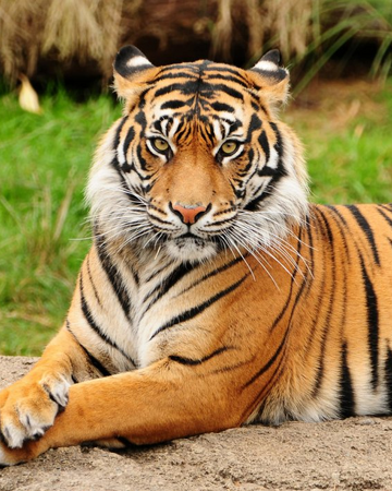 Tigre | Wiki Reino Animalia | Fandom