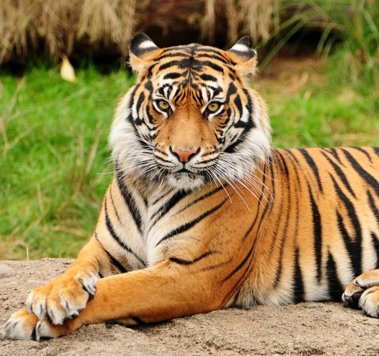 Tigre