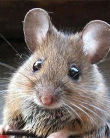 Raton Casero Wiki Reino Animalia Fandom