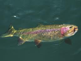 Trucha arcoiris
