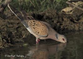 Ave tomando agua