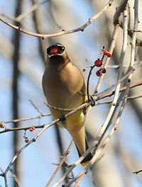 200px-Cedar waxwing eating berry