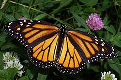 250px-Monarch In May