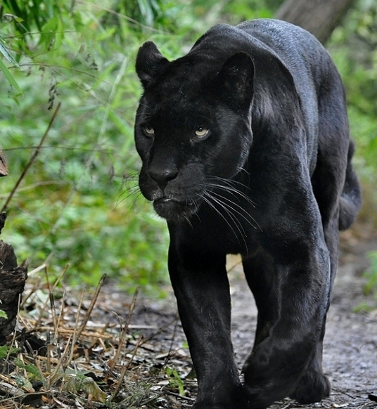 Resultado de imagen de jaguar negro