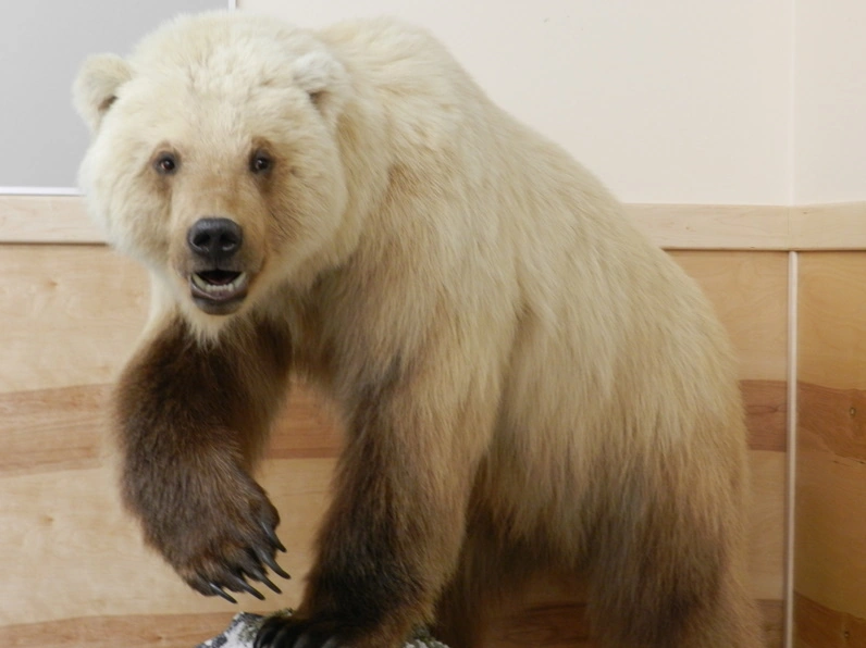 Resultado de imagen para Grolar