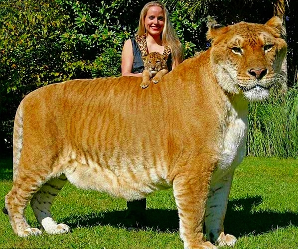 Resultado de imagen para ligre