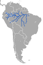 Amazonian Manatee area