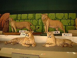 Leopon 3