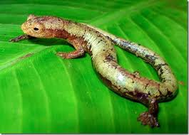 Salamandra1