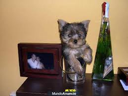Yorky1