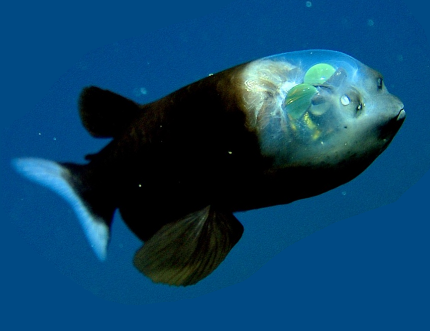 Ce poisson a une tête totalement transparente - Le Matin