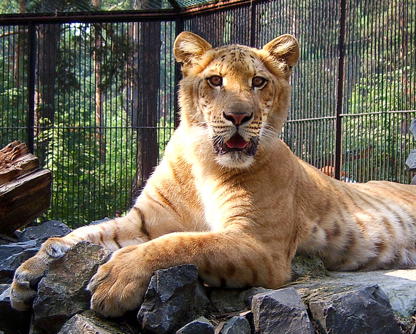 Ligre | Wiki Reino Animalia | FANDOM powered by Wikia