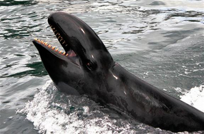 Orca falsa 6