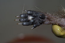 220px-Erinaceus europaeus leg (1)