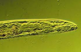 Nematodo