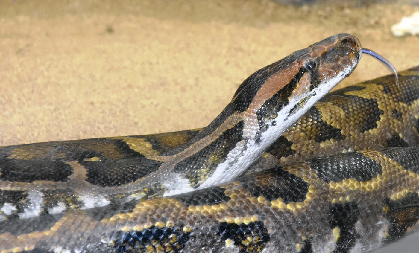 15 питон. Лонг в питоне. питон 5. rock python. сложные условия в питоне.