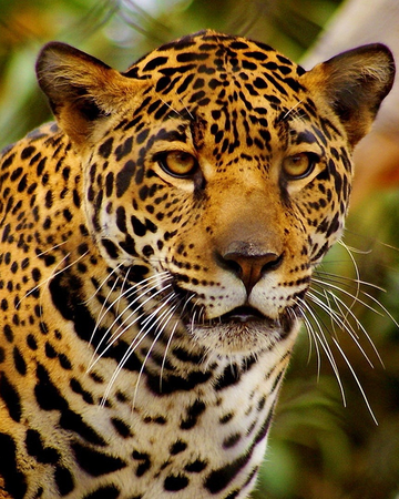 Jaguar | Wiki Reino Animalia | Fandom