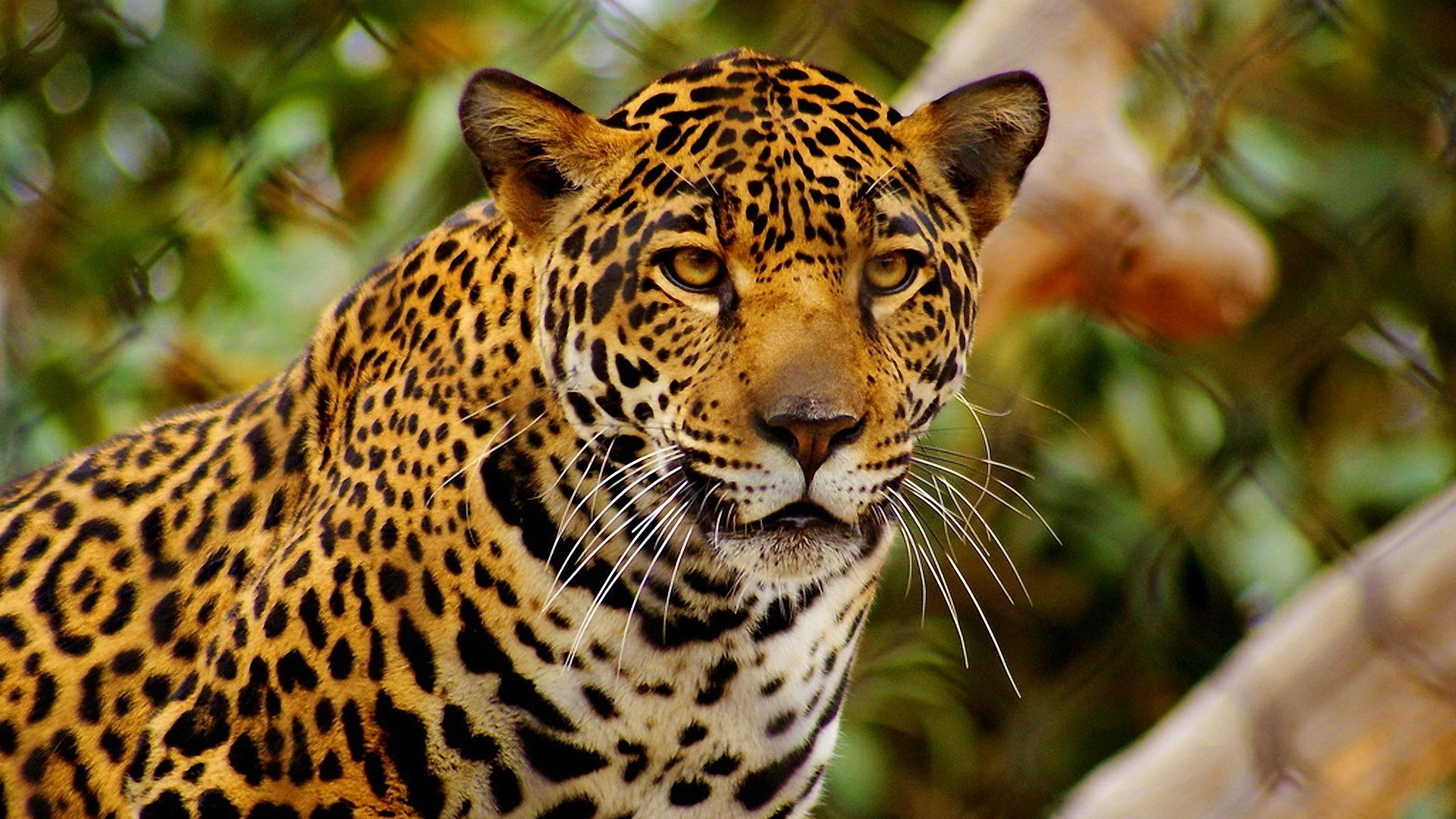 Jaguar | Wiki Reino Animalia | FANDOM powered by Wikia