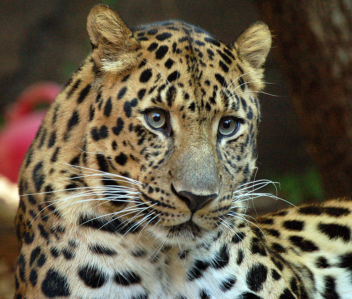 Imagen - Leopardo de amur 8.png | Wiki Reino Animalia | FANDOM powered
