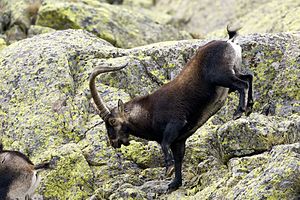 Spanish Ibex AdeFrias