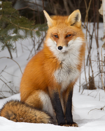 Zorro Rojo | Wiki Reino Animalia | Fandom