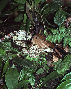 250px-Boa constrictor01