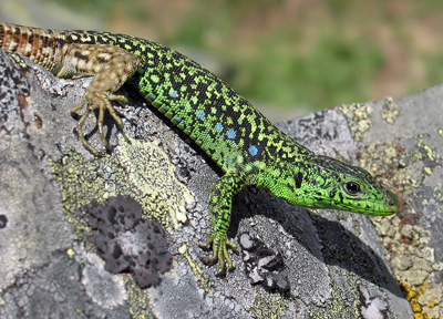 lagartija leonesa galani iberolacerta