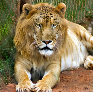 Resultado de imagen para tigon