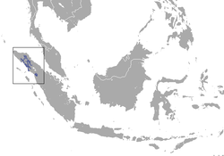 250px-Sumatran Orangutan area