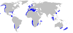 240px-Hexanchus griseus distmap