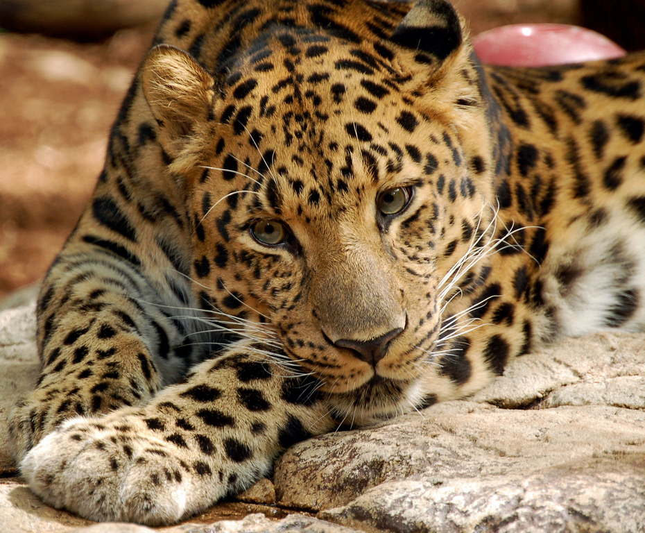 Subespecies de Leopardo | Wiki Reino Animalia | FANDOM powered by Wikia