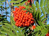 170px-Rowanberries in late August 2004 in Helsinki