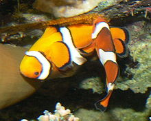 220px-Percula laichen 1