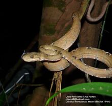 Corallus-hortulanus-03000034045 01