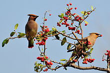 220px-Bombycilla japonica (2)