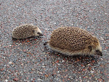 220px-Erinaceus europaeus in Avesta 01