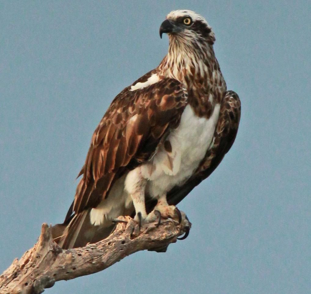 Águila Pescadora Wiki Reino Animalia Fandom