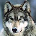 Lobito1