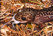 Dicamptodontidae
