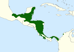 250px-Agalychnis callidryas range map.svg