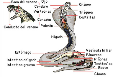 Resultado de imagen para sistema respiratorio de las serpientes