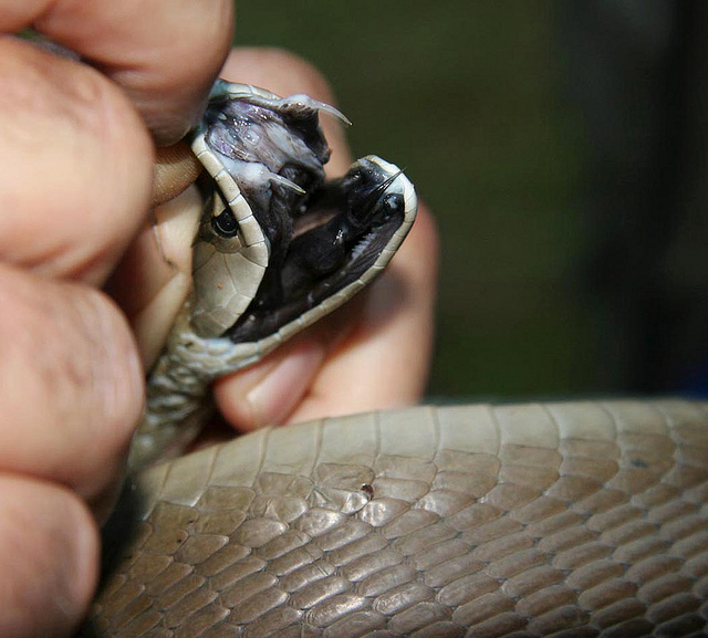 Resultado de imagen de veneno mamba negra