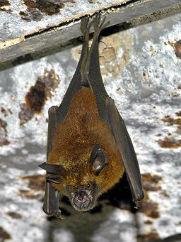 Rhinolophus-stheno 0023