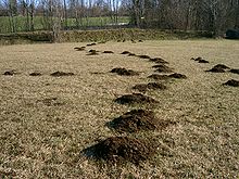 220px-Taupinières - Mole-hills
