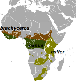 250px-Syncerus range map